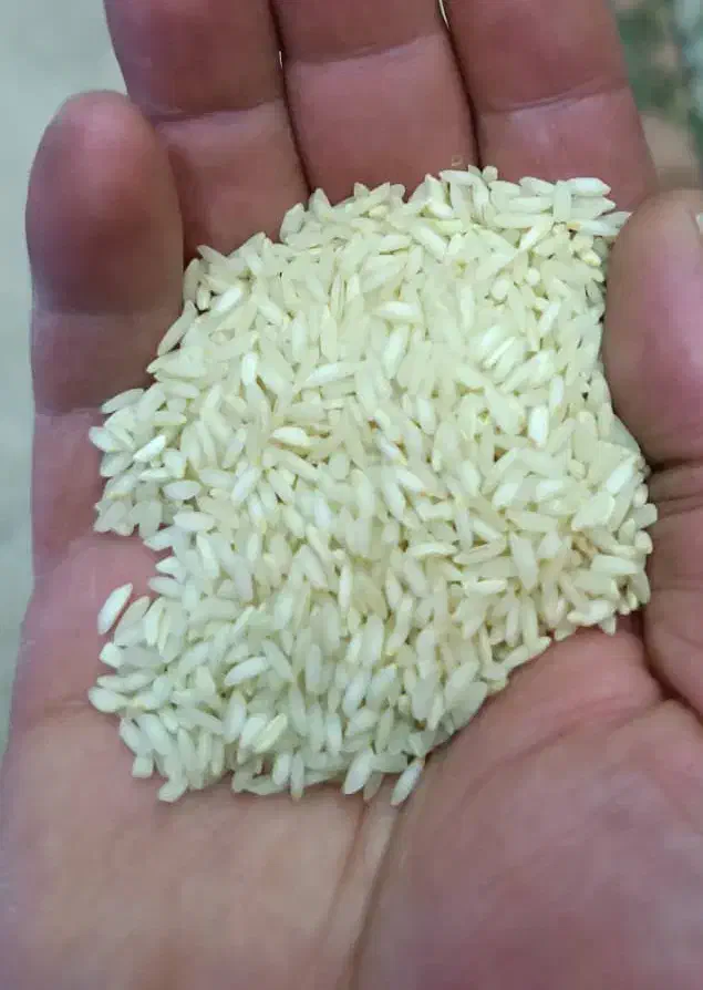 برنج عنبر بو|خوردنی و آشامیدنی|صدرا-فارس, فاز ۱|دیوار