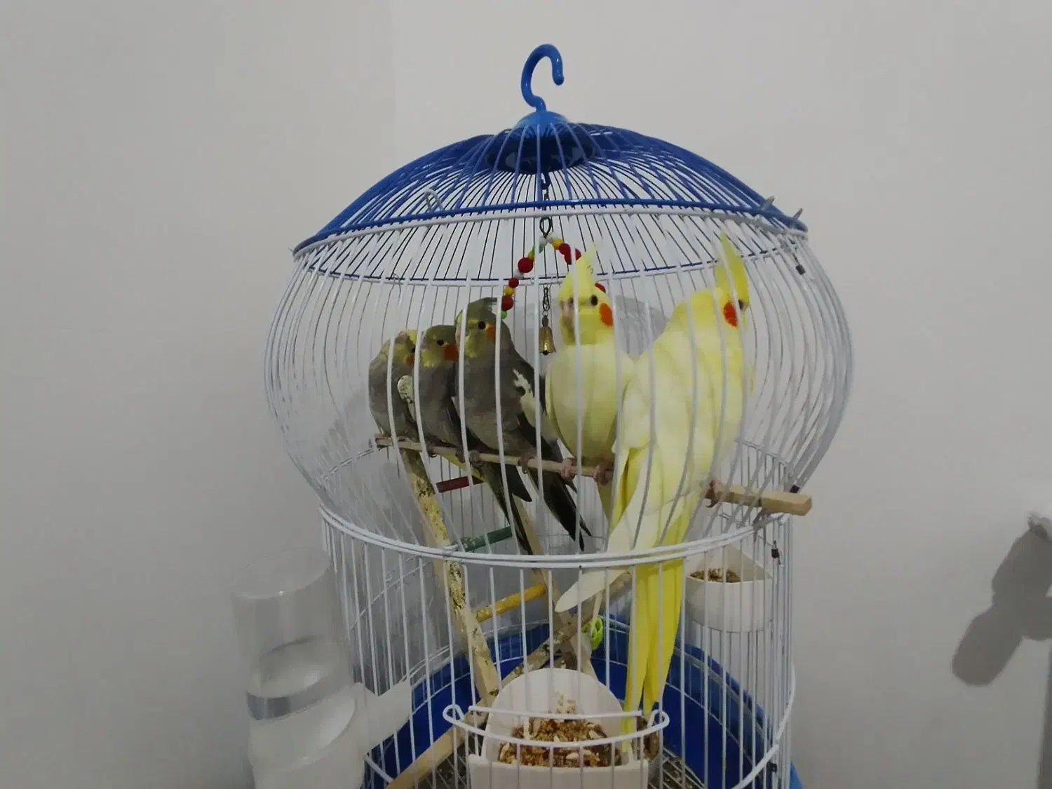 عروس هلندی دو تا 4ماهه|پرنده|رشت, نخودچر|دیوار