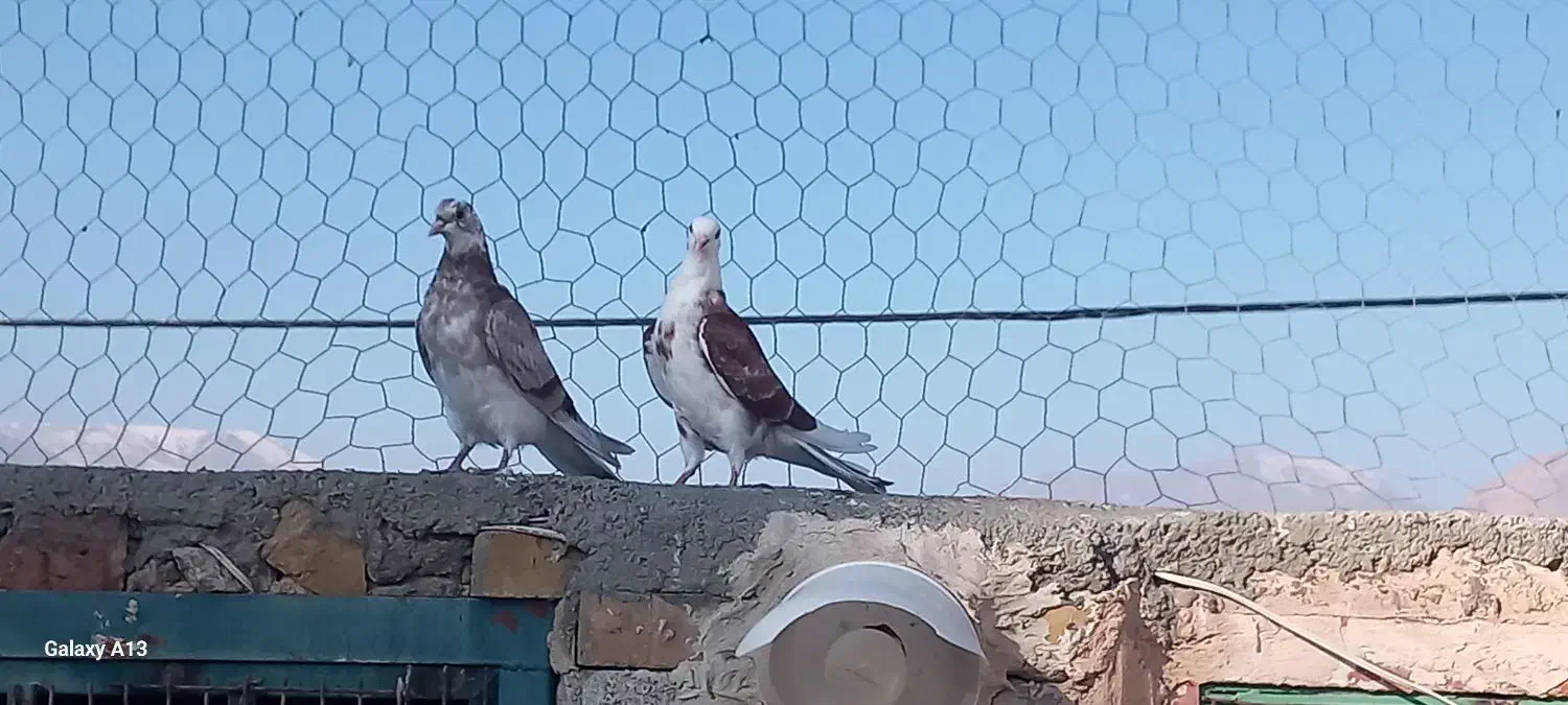 کبوتر پرشی|پرنده|چالدران, |دیوار