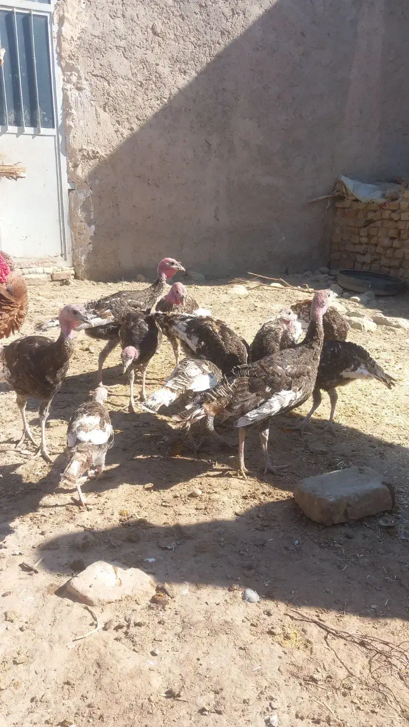 بقلمون محلی|حیوانات مزرعه|زهک, |دیوار