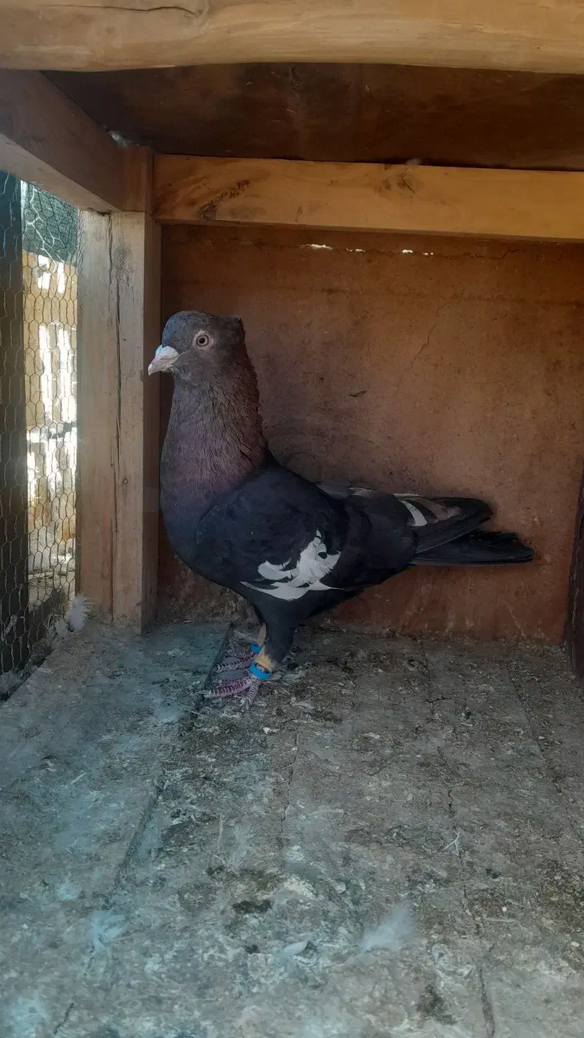 سرک،افشون،دورگ|پرنده|پیر بکران, |دیوار