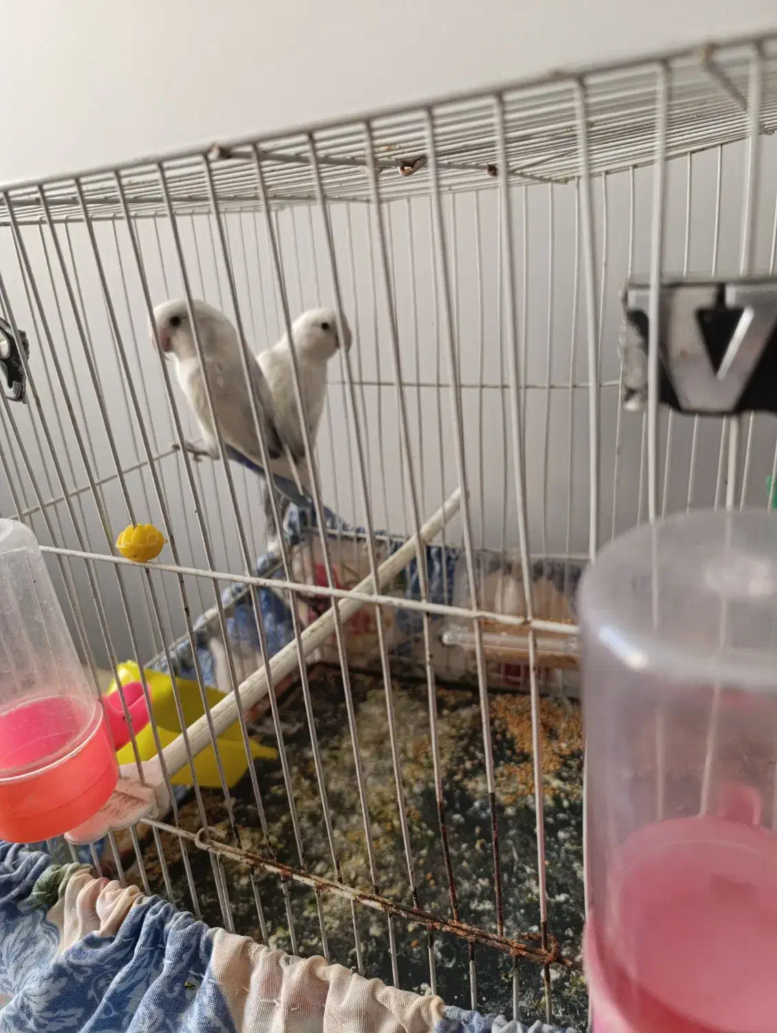 عروس هلندی .کوتوله .مرغ عشق|پرنده|زاهدان, |دیوار