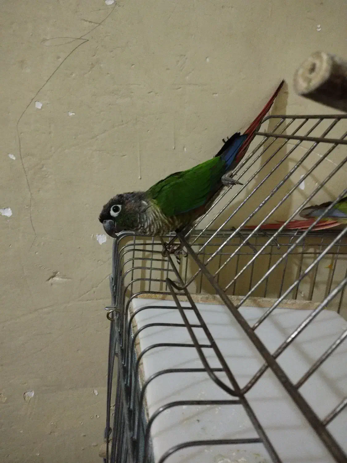 ۱جفت گرینچیگ|پرنده|قرچک, پویینک|دیوار