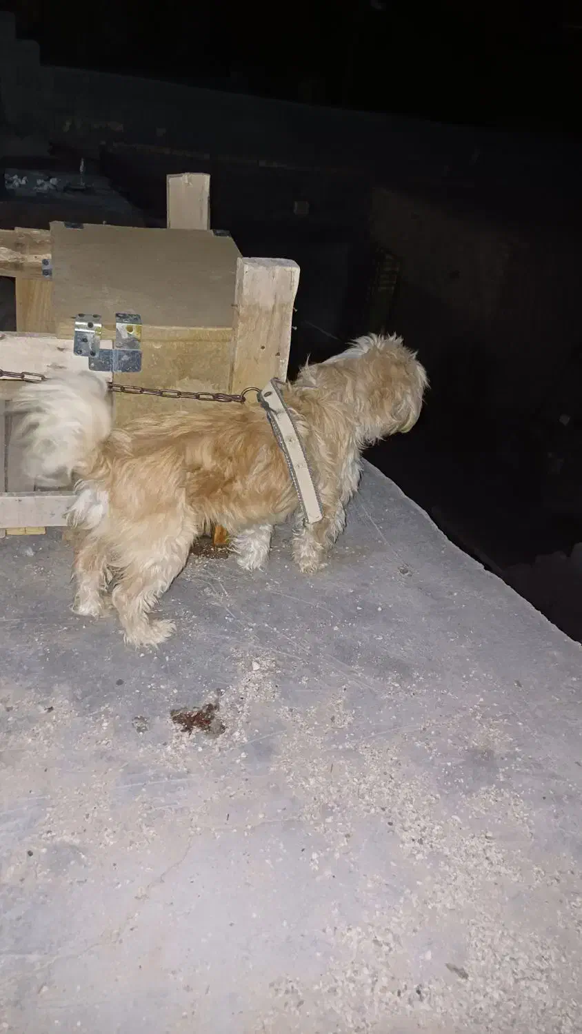 سگ خونگی فوق‌العاده باهوش|سگ|شیراز, بعثت|دیوار