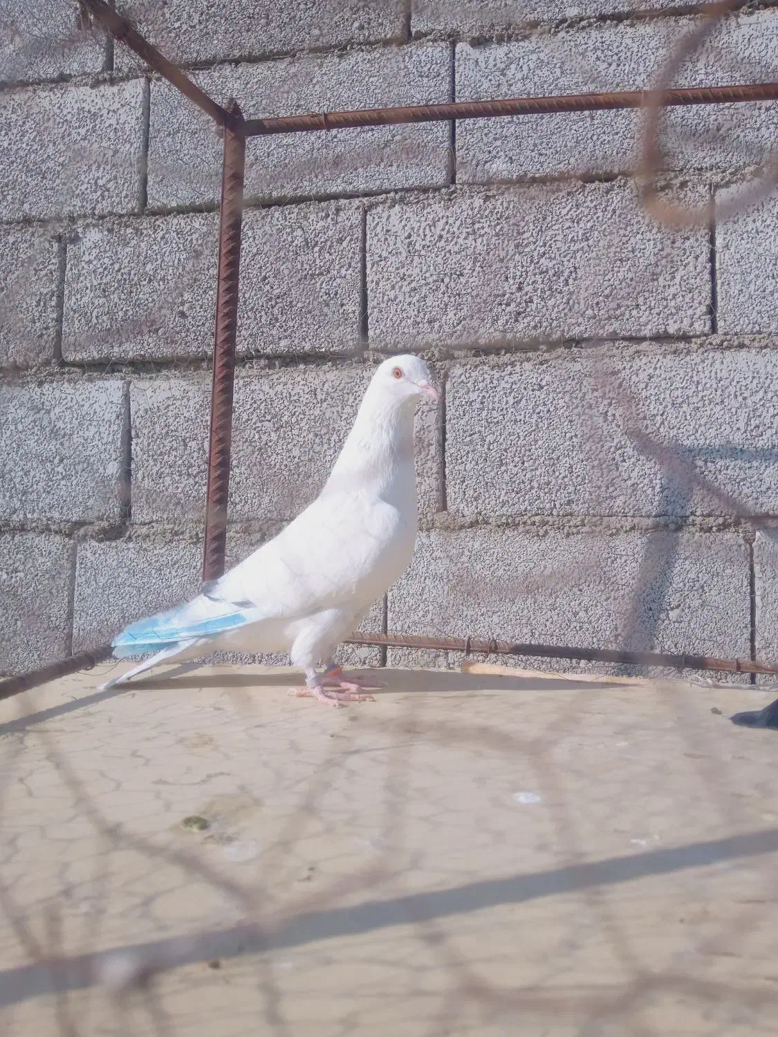 کفتر|پرنده|رودهن, |دیوار