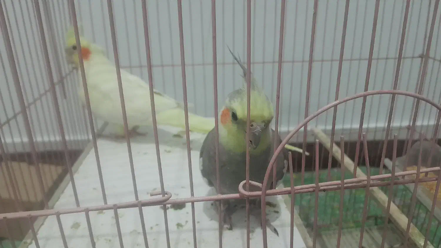 عروس هلندی سخنگو|پرنده|خمینی‌شهر, |دیوار