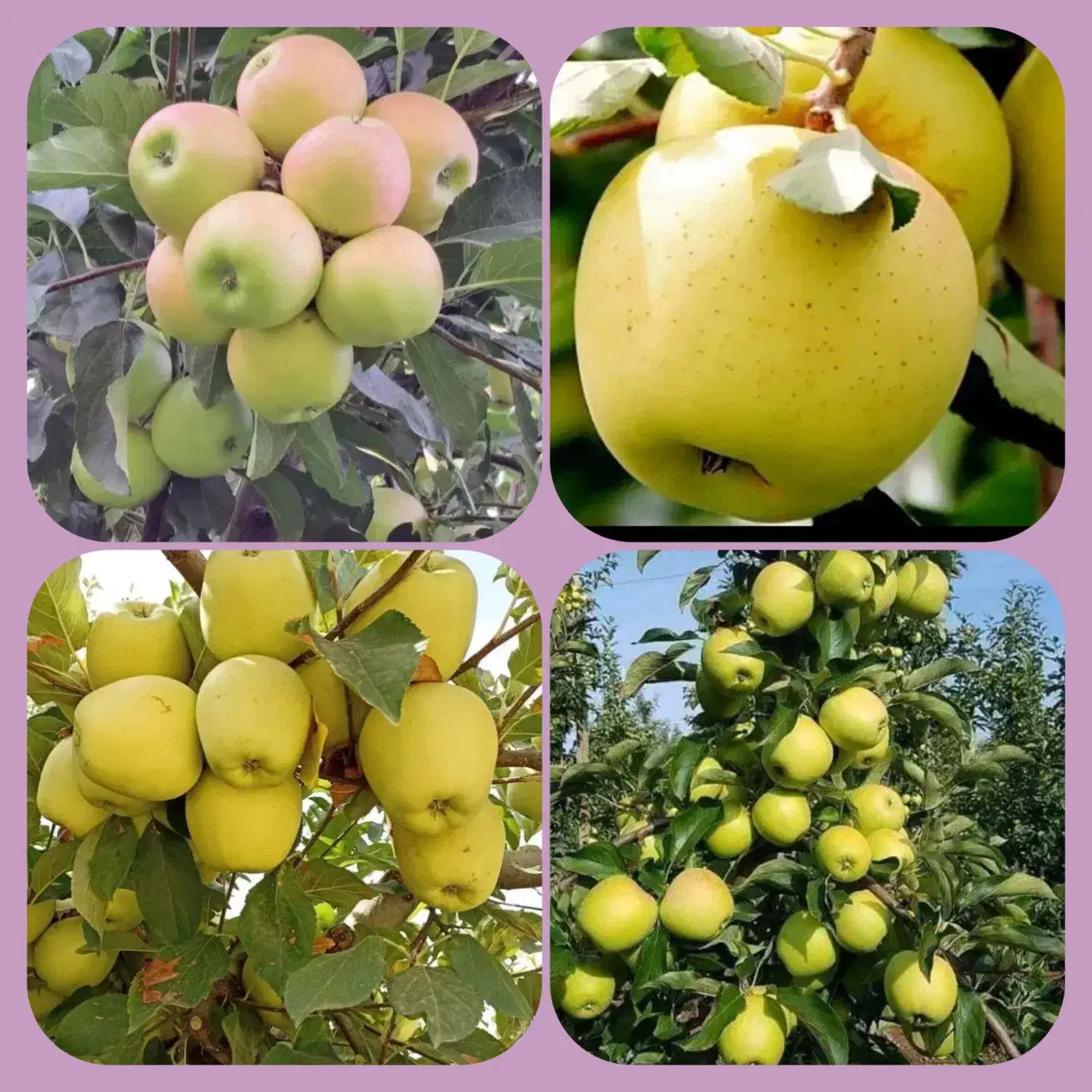 جشنواره پاییزی فروش درخت و نهال بزرگ|گل و گیاه طبیعی|مشهد, خواجه ربیع|دیوار