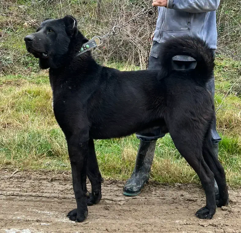 واگذاری توله سرابی|سگ|رشت, حومه رشت|دیوار