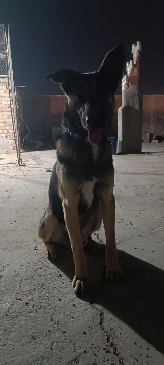 سگ ژرمن|سگ|زاهدان, |دیوار