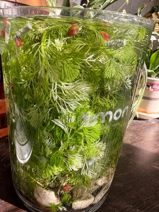 گیاه شویدی|ماهی|تهران, کرمان|دیوار