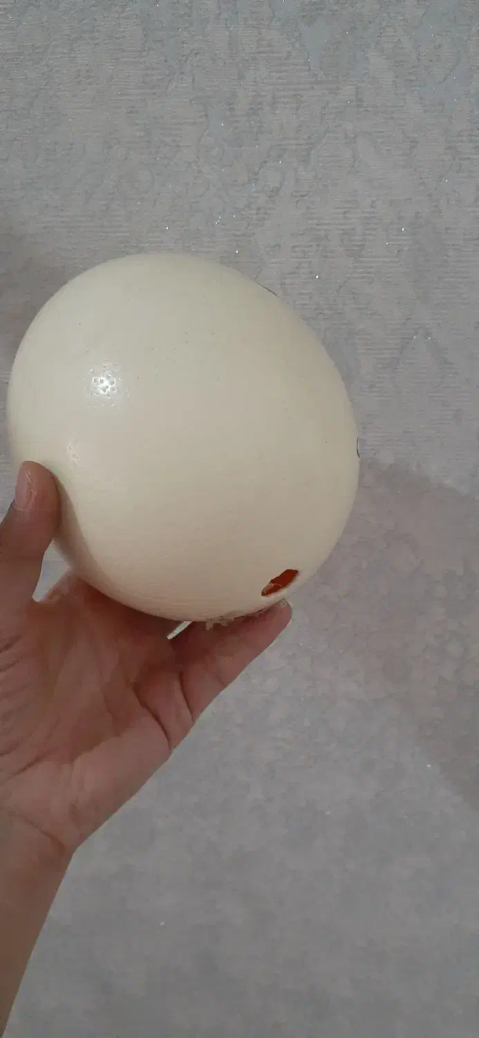 تخم شتر مرغ تزیینی|صنایع دستی و سایر لوازم تزئینی|مشهد, کارمندان دوم|دیوار