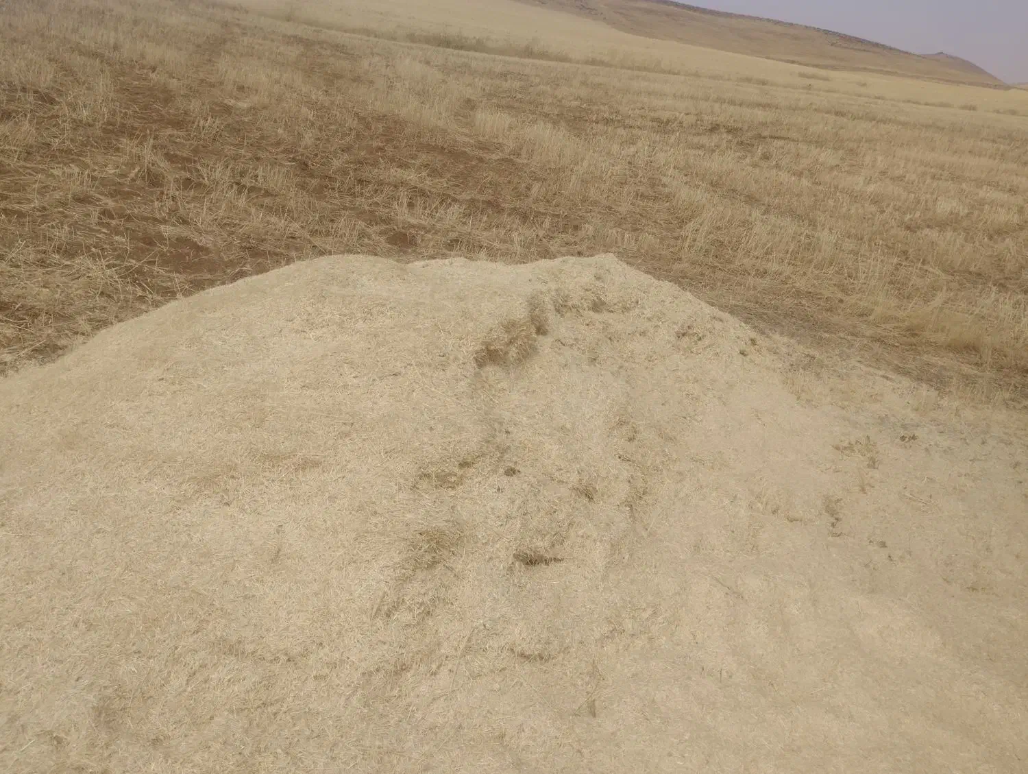 فروش 100تن کاه ریز|عمده‌فروشی|حسین آباد, |دیوار