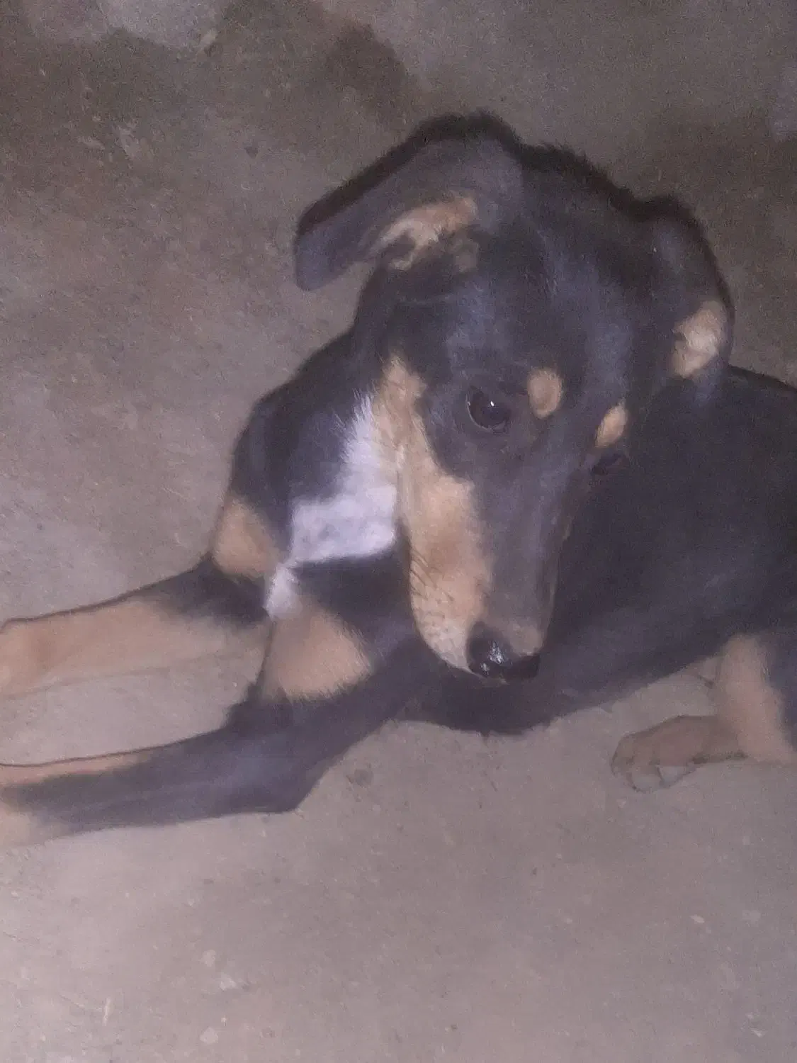 توله سگ دورگه ژرمن|سگ|ارزوئیه, |دیوار