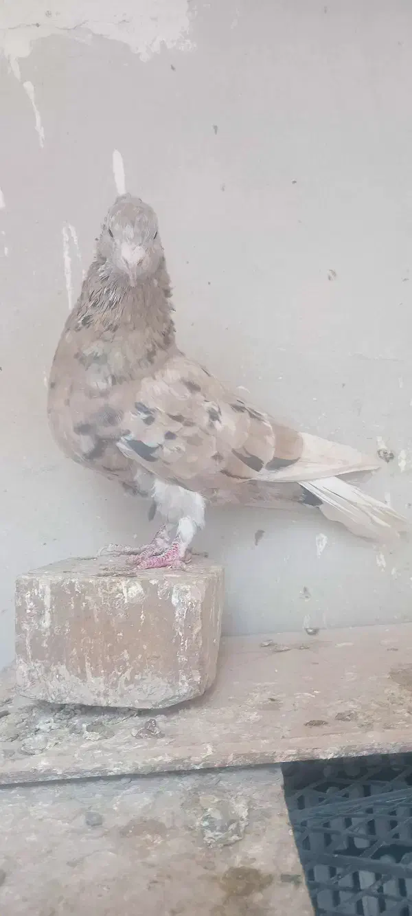 هفت رنگ دم سفید  نر|پرنده|تربت‌حیدریه, پائین ولایت|دیوار