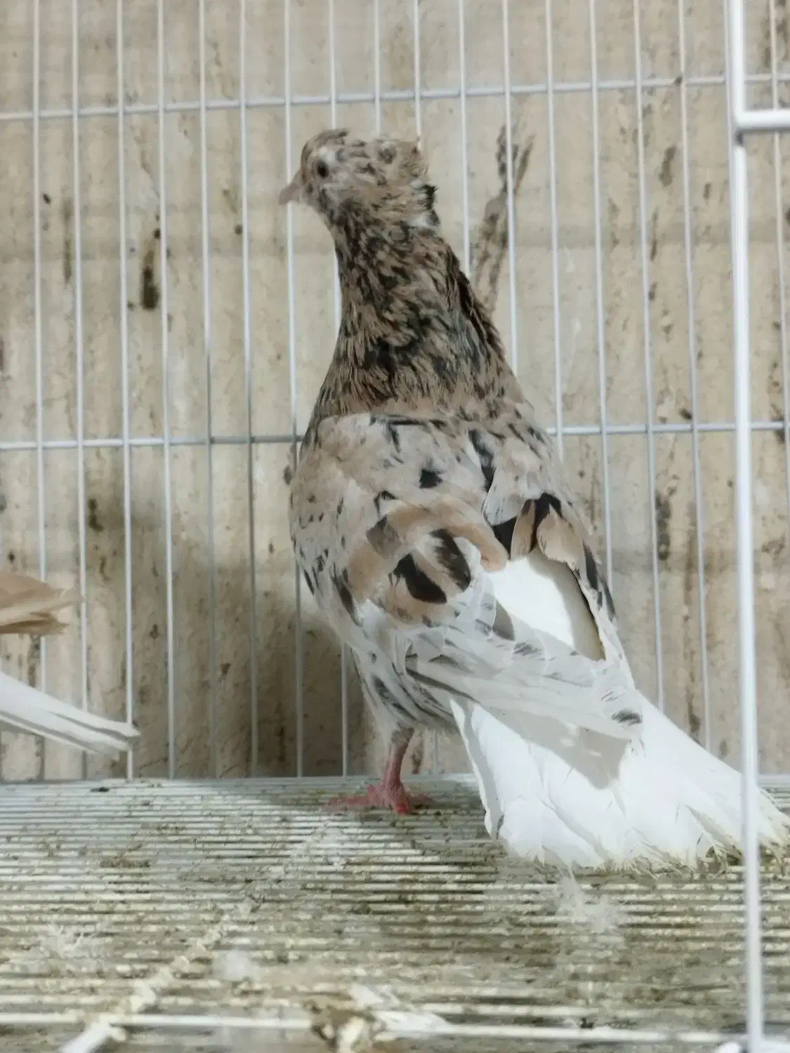 هفت‌رنگ دم سفید زاغ دم‌سفید|پرنده|مشهد, اقبال|دیوار