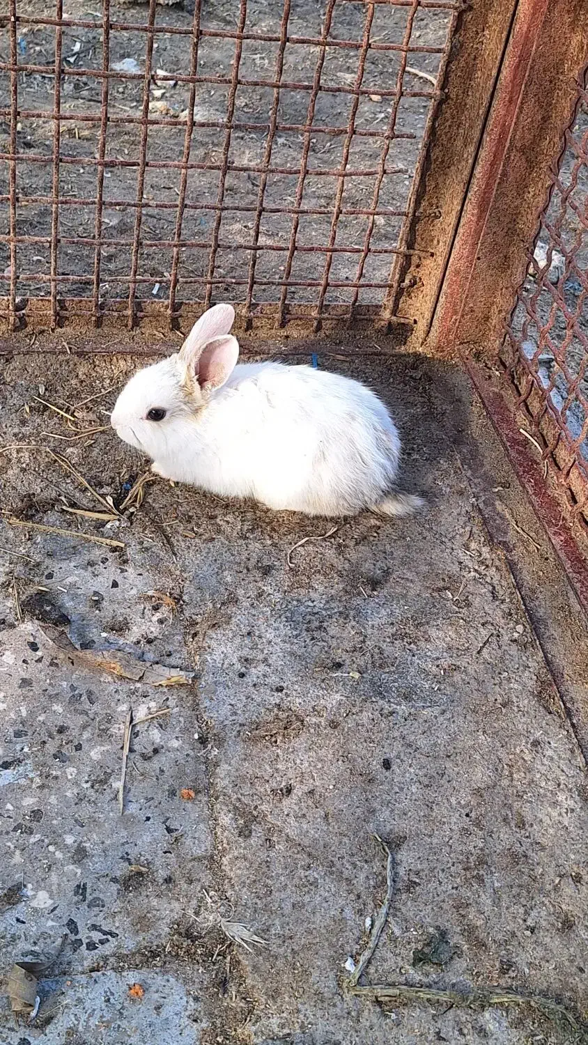 فروش خرگوش|موش و خرگوش|دوگنبدان, |دیوار