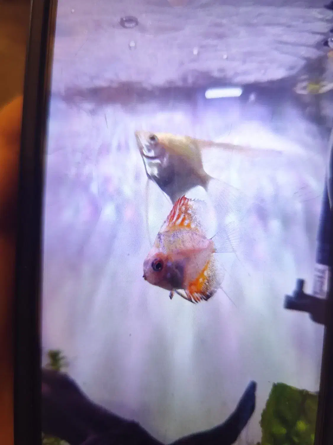 فروش ماهی و گیاه و...|ماهی|تبریز, |دیوار