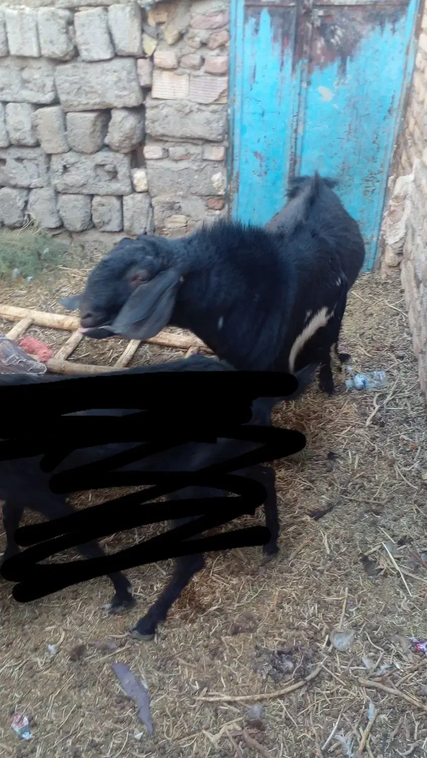 کره نر|حیوانات مزرعه|زابل, |دیوار