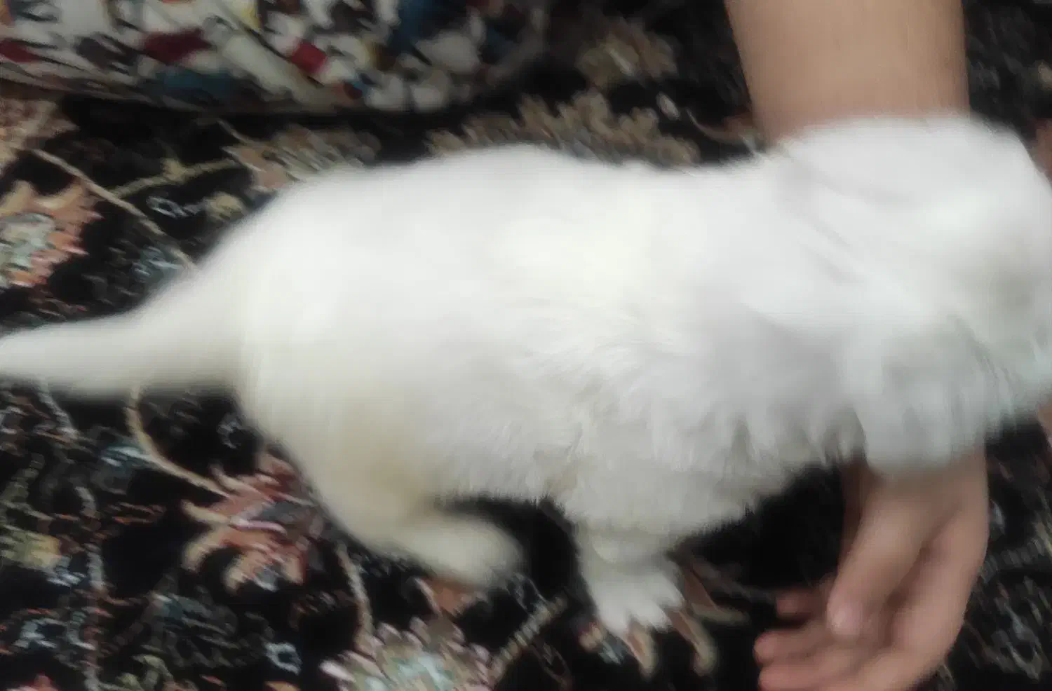 سگ پودل بچه|سگ|فردیس, سرحدی|دیوار