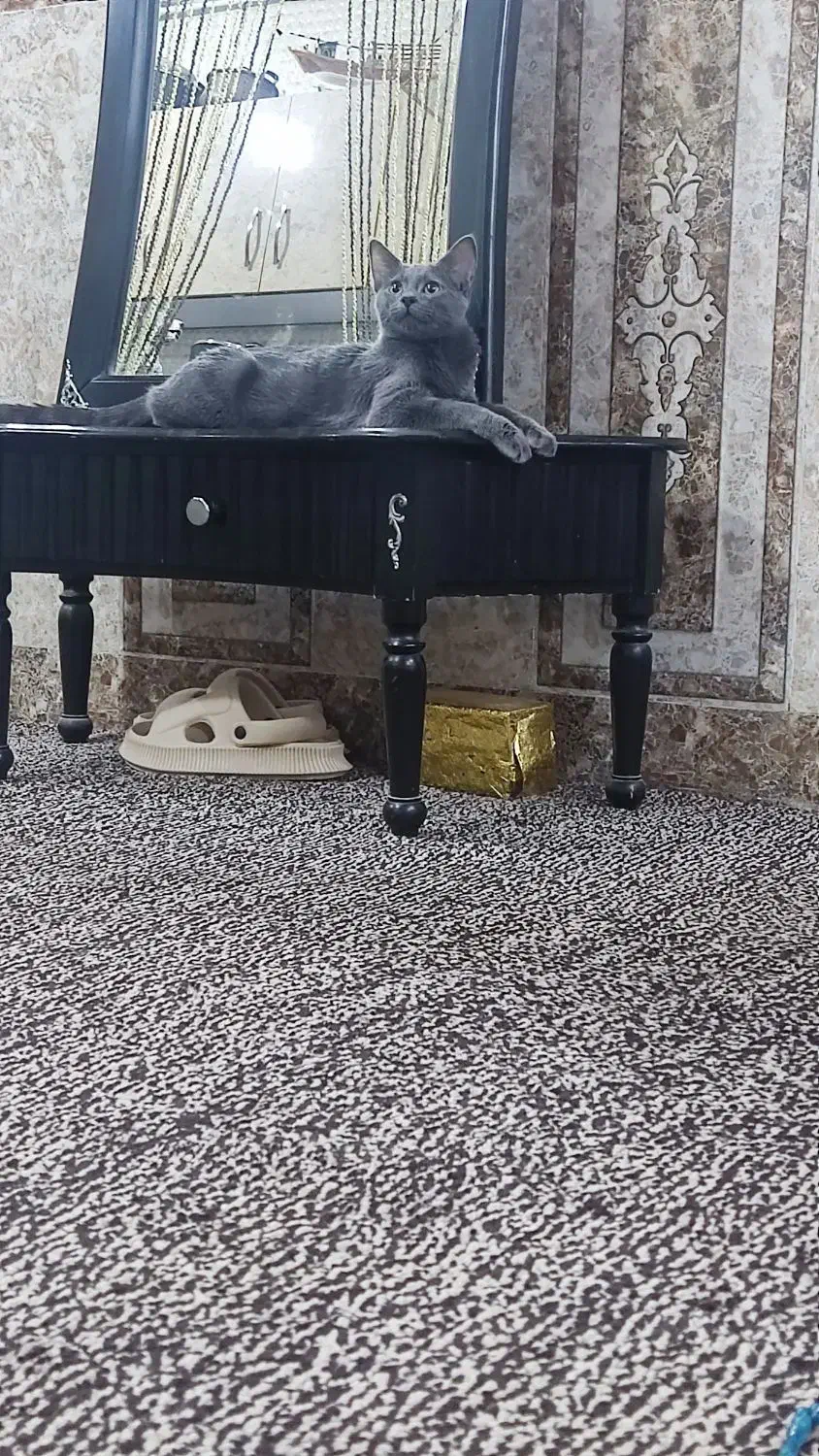 گربه برتیش|گربه|آبادان, |دیوار