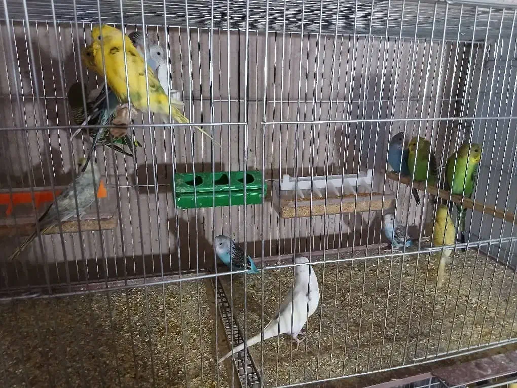 فروش مرغ عشق خانگی سالم و سرحال|پرنده|شهر بابک, |دیوار