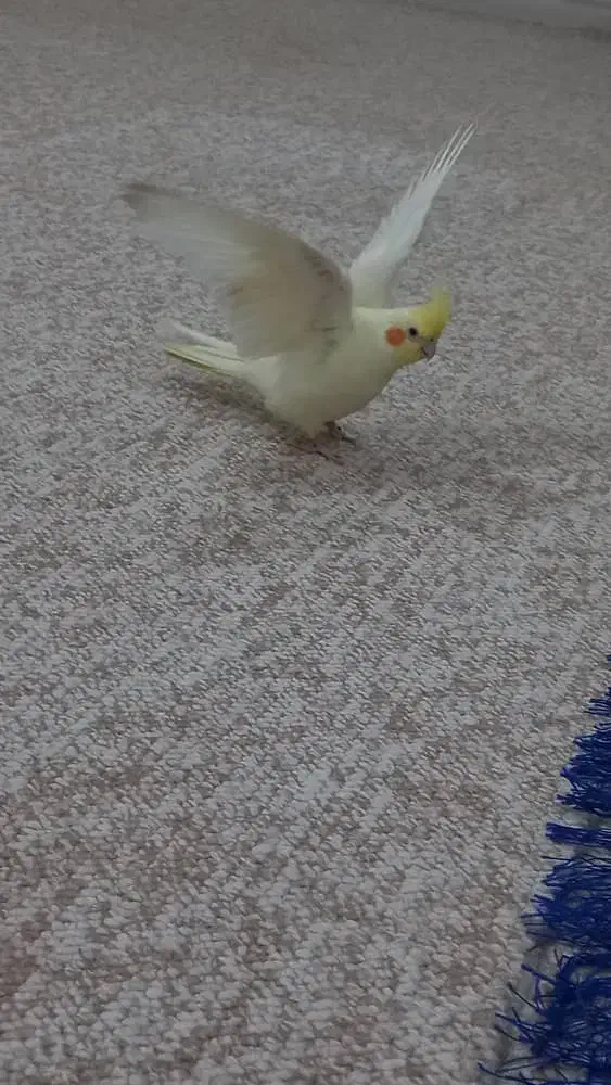 گمشده|پرنده|بندر دیر, |دیوار