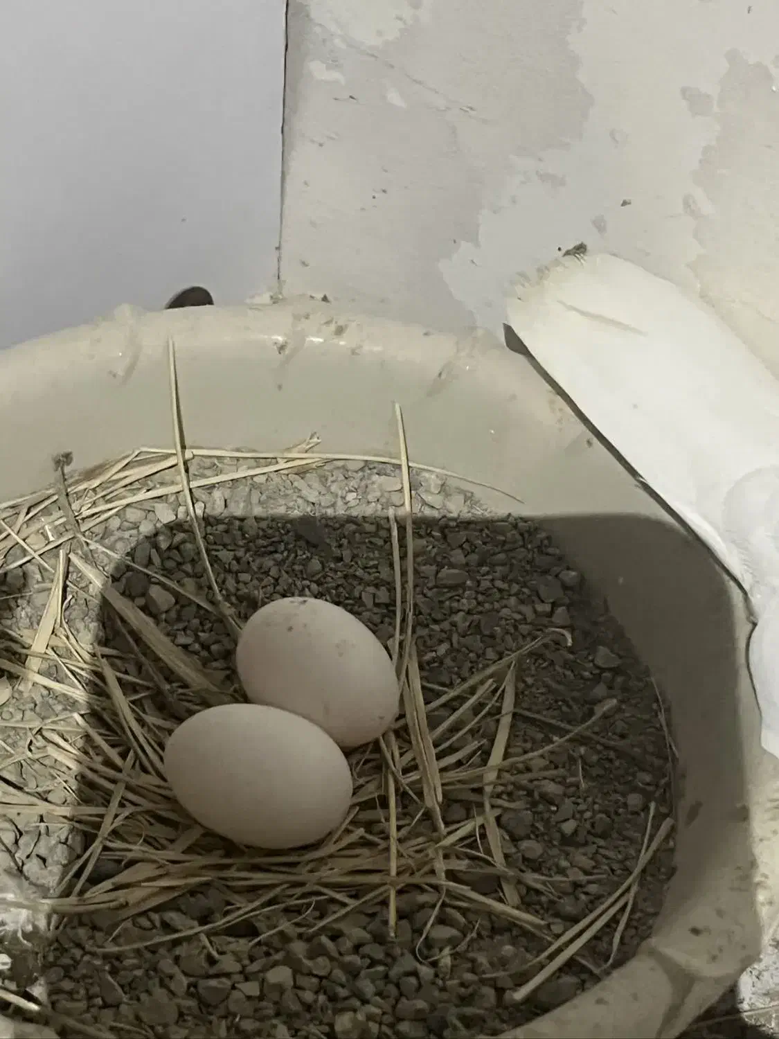 گمشده طوقی|حیوانات|نظرآباد, صالح آباد|دیوار