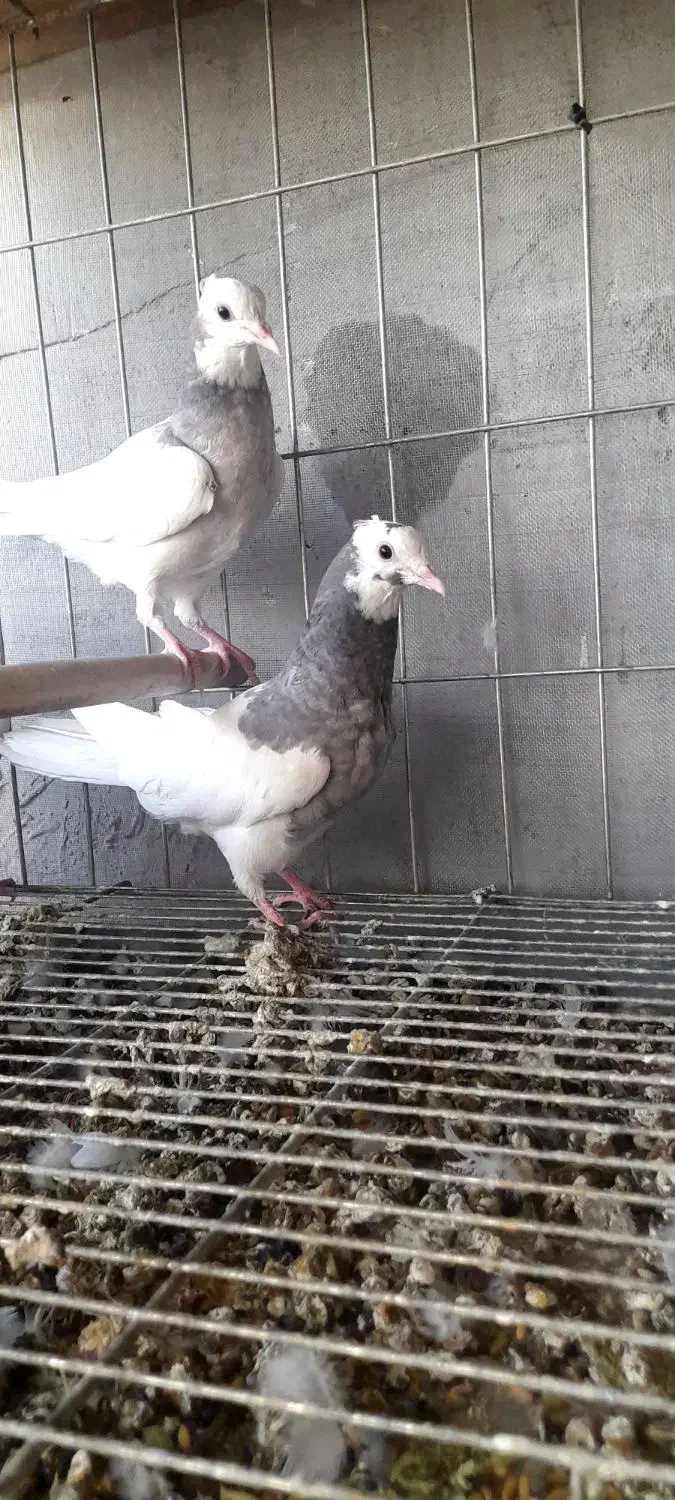 کبوتریاکفتر طوقی|پرنده|قم, خداکرم|دیوار