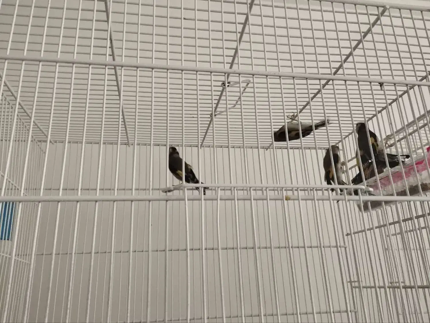 فروش ماده سهره معمولی و کرمانی|پرنده|ملایر, |دیوار