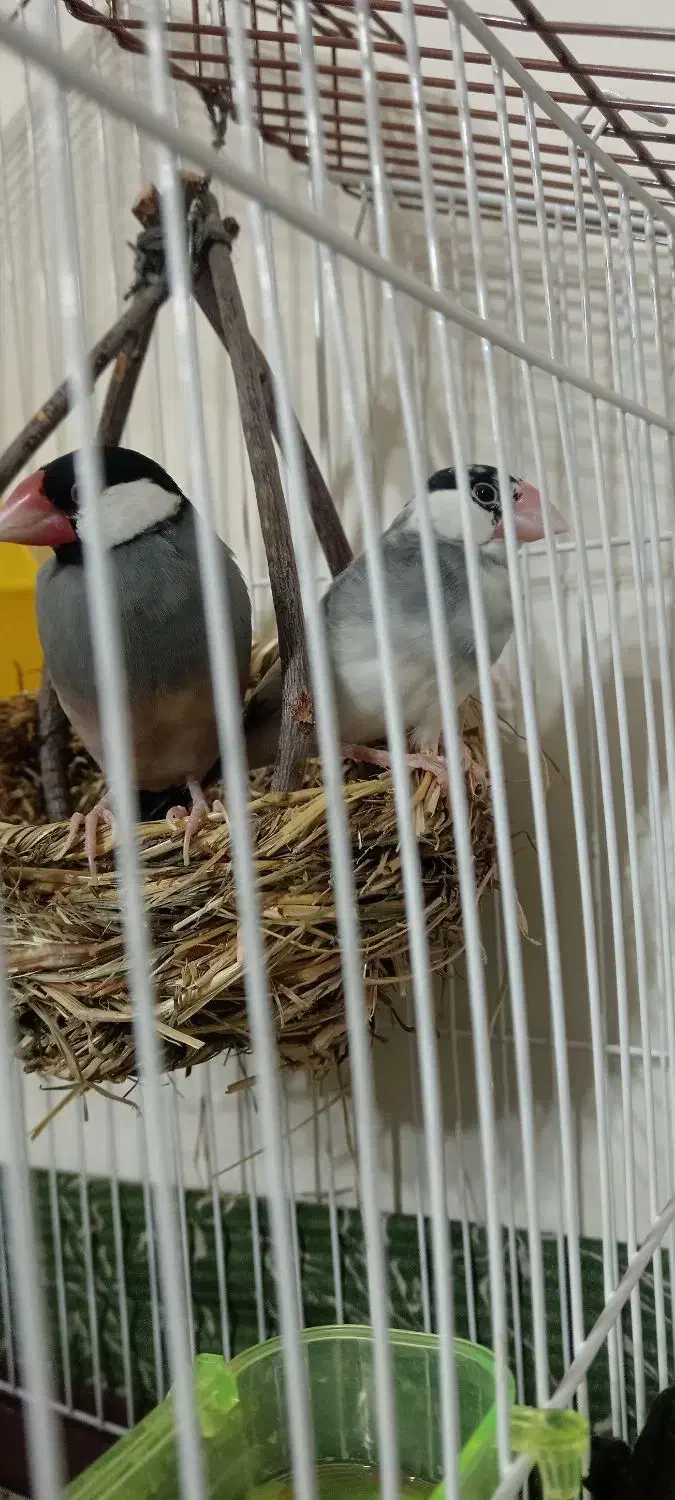 فنچ خارجی|پرنده|شریفآباد, |دیوار