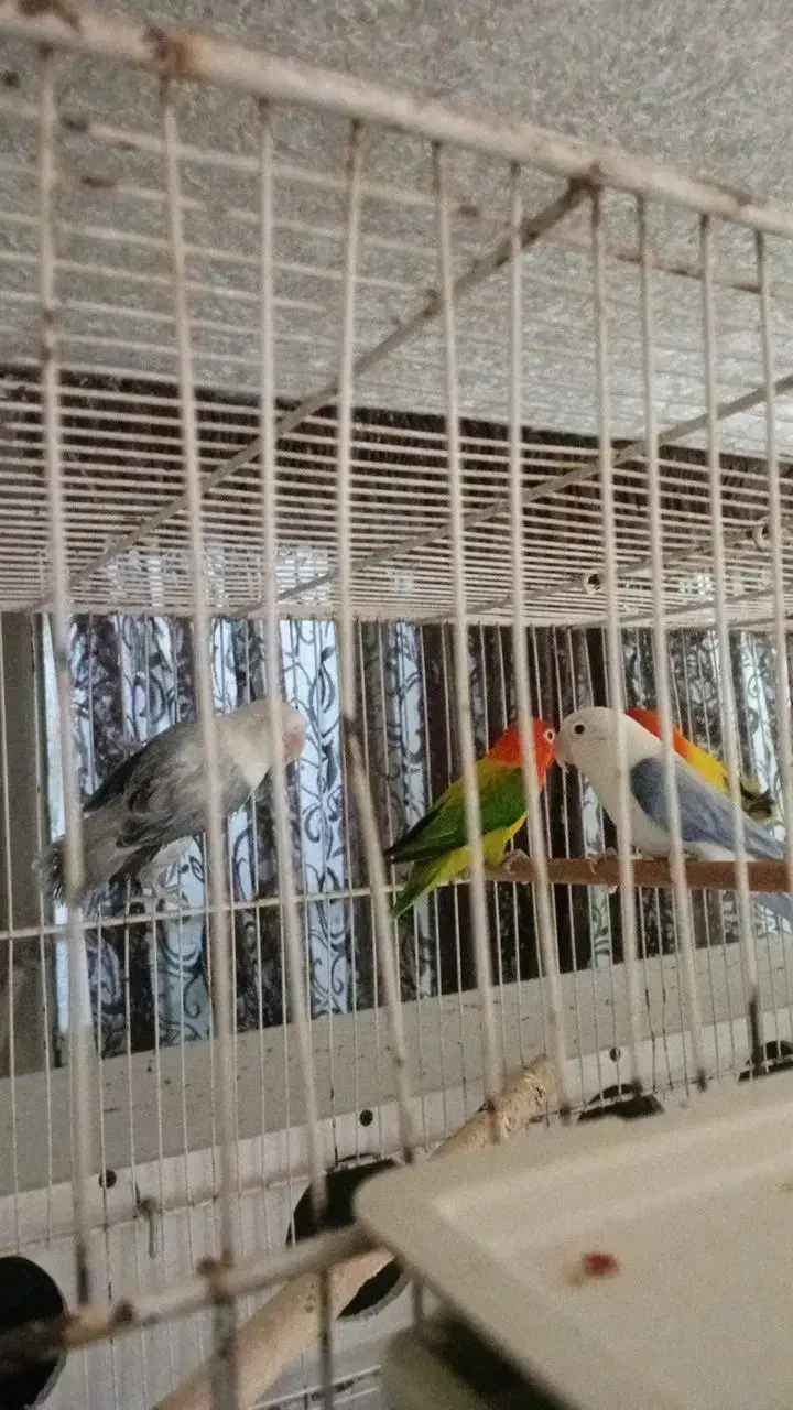 گرینچیک خورشیدی کوتوله مرغ عشق انگلیسی|پرنده|مشهد, محمدآباد|دیوار