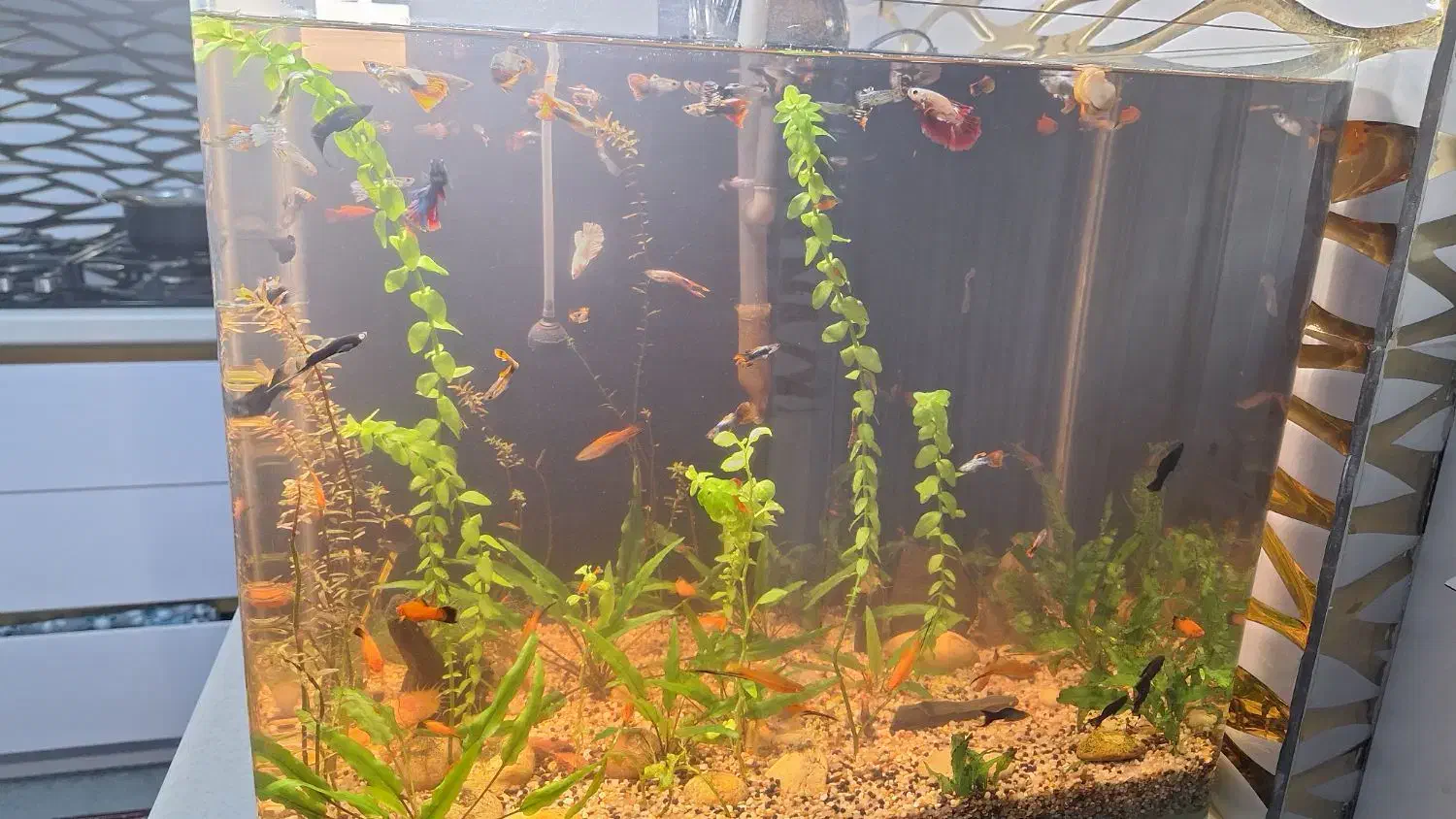 اکواریوم پلنت شیشه خم|ماهی|قم, شاه سید علی|دیوار