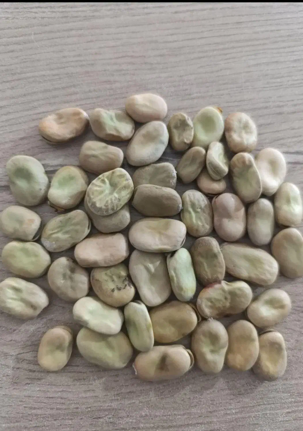 باقللا خوراکی|خدمات باغبانی و درختکاری|آستانه اشرفیه, |دیوار