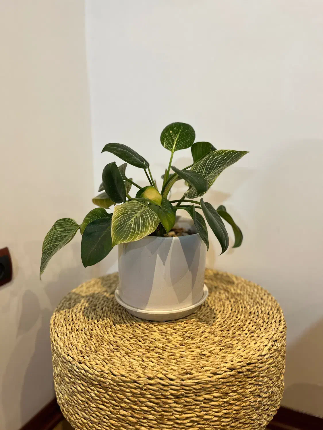 گل طبیعی با گلدون|گل و گیاه طبیعی|گنبد کاووس, |دیوار