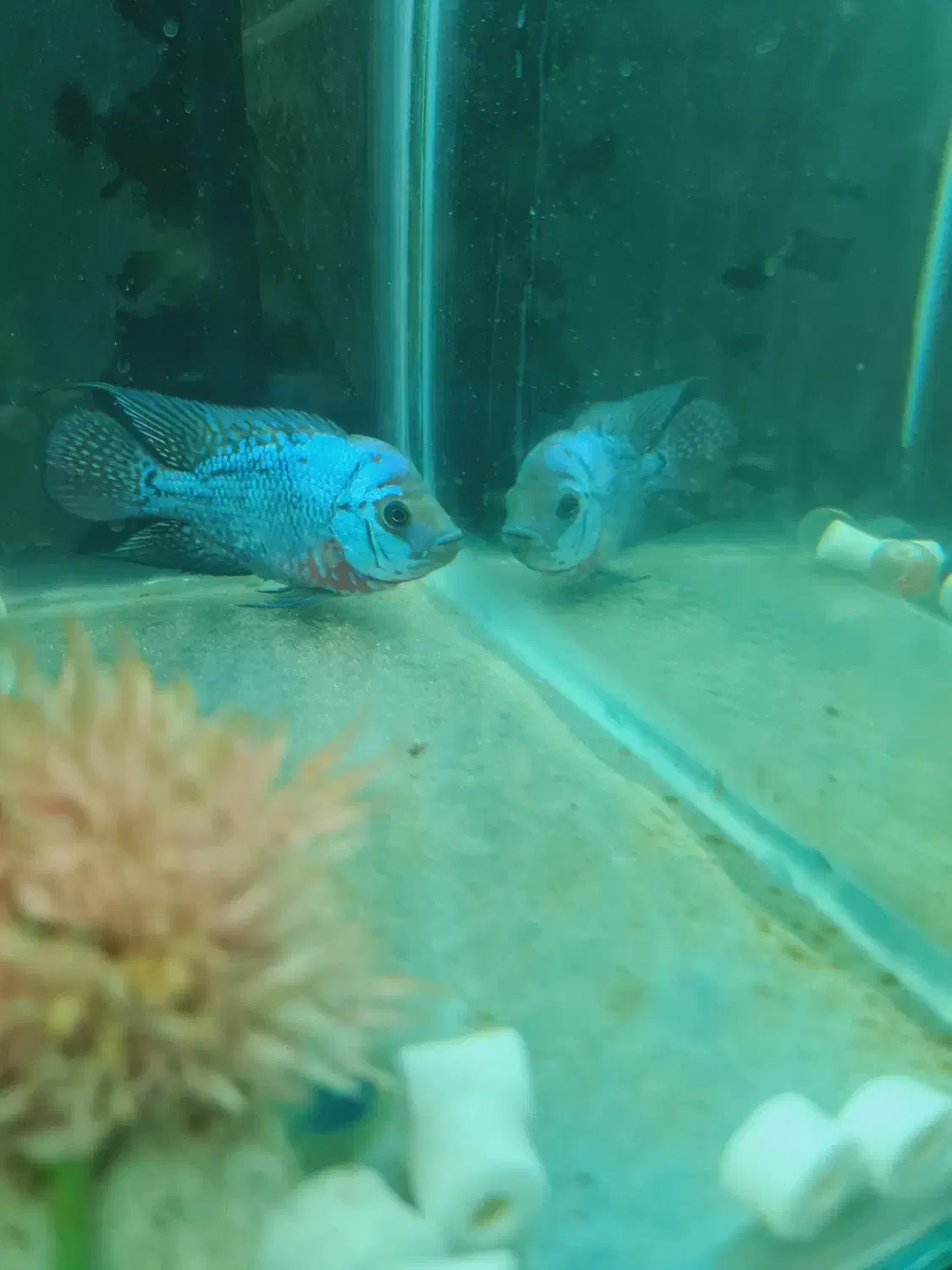 دو عدد کانفا بلو و رد|ماهی|ری, دولتآباد|دیوار