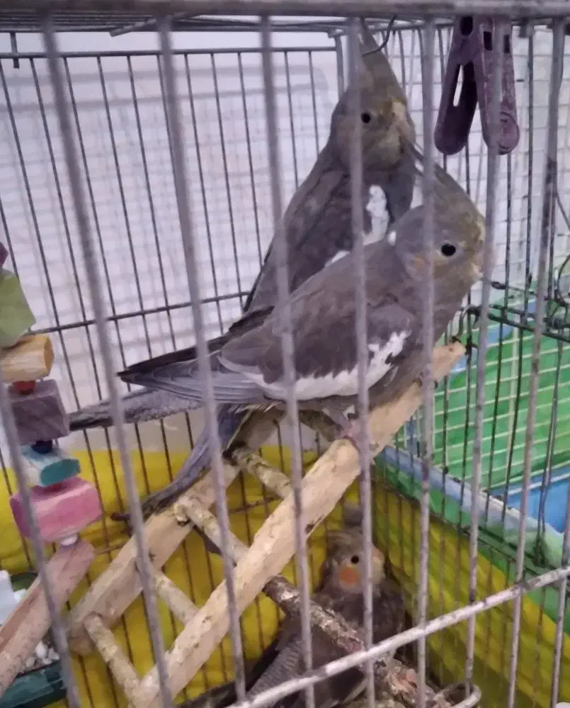 عروس هلندی|پرنده|لاهیجان, کوی خزر|دیوار