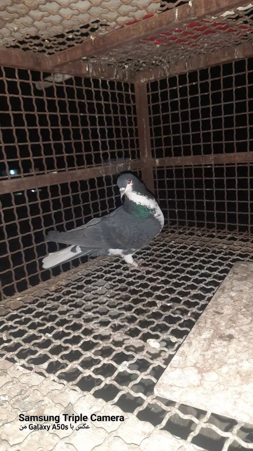 کبوترگمشده|حیوانات|شیراز, شهرک مطهری|دیوار