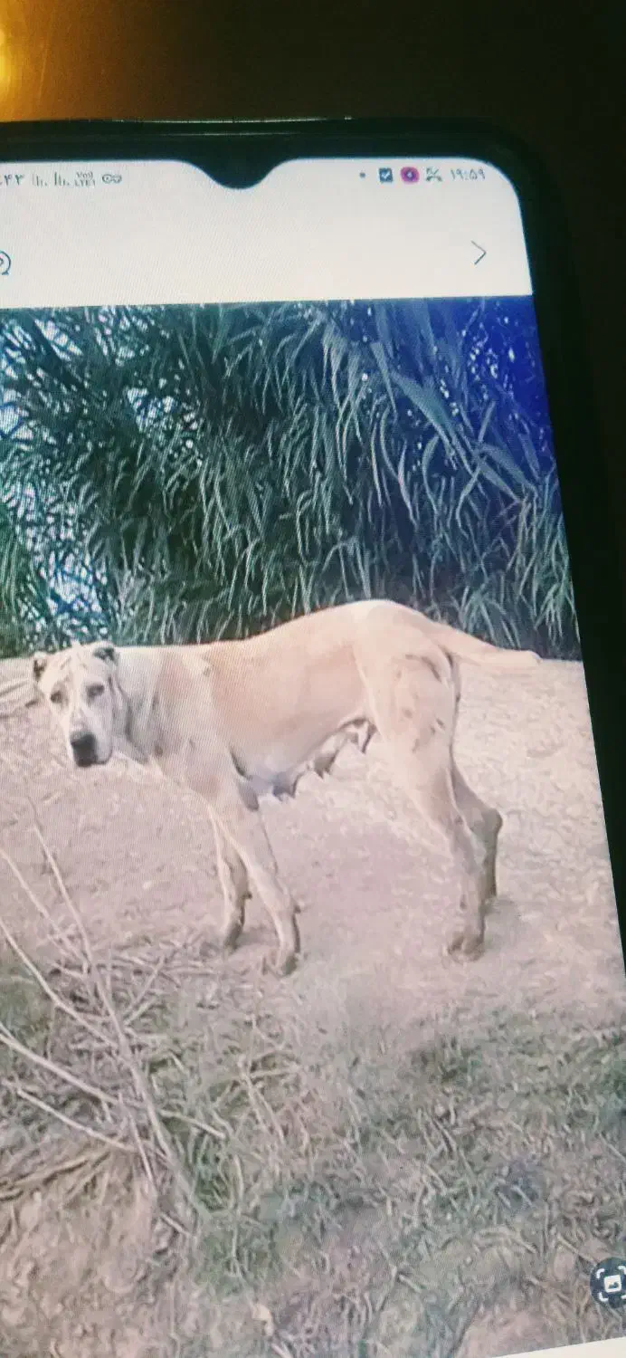 سگ گمشده|سگ|سیمین شهر, |دیوار