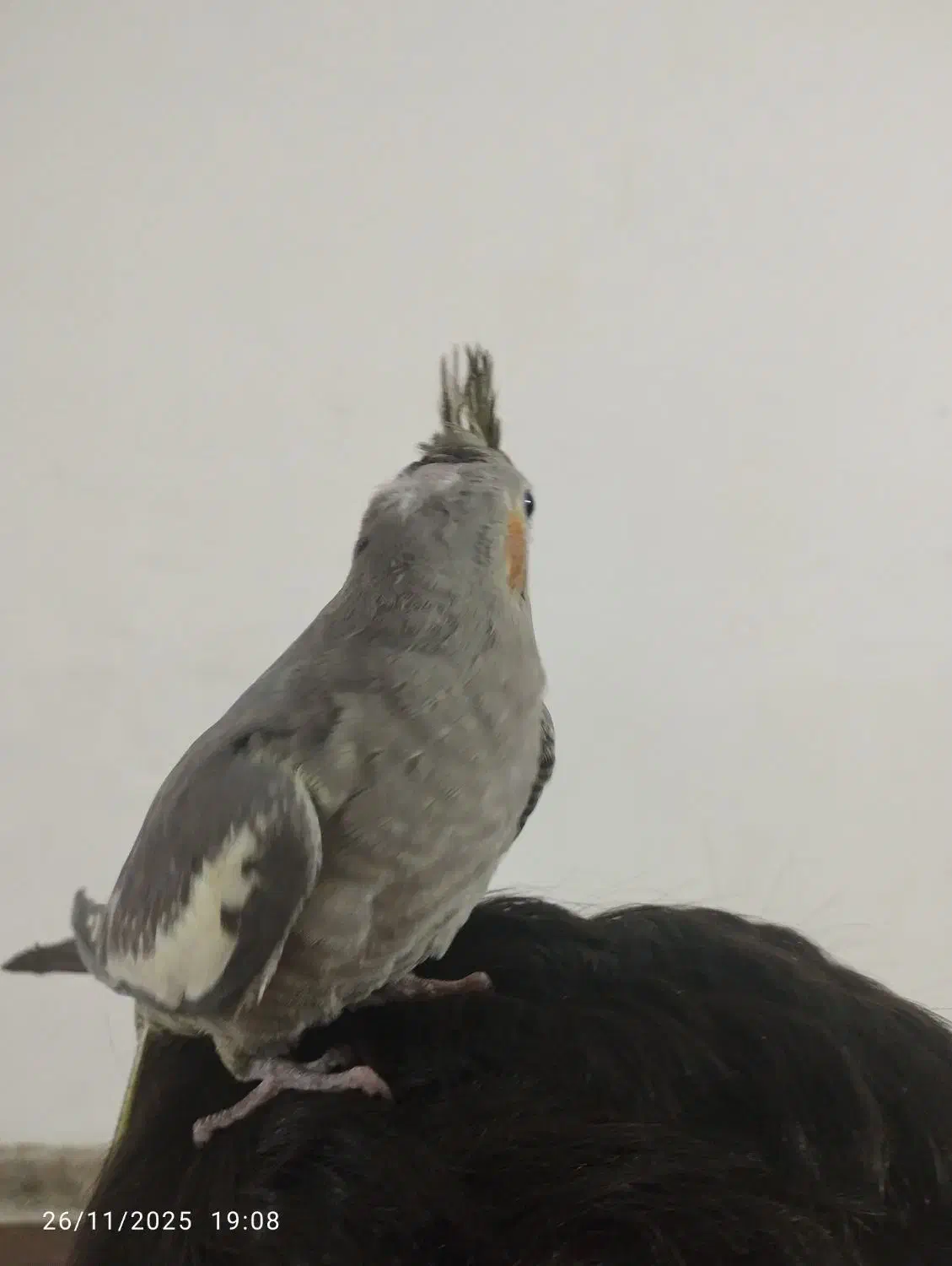 عروس هلندی دستی|پرنده|بومهن, |دیوار