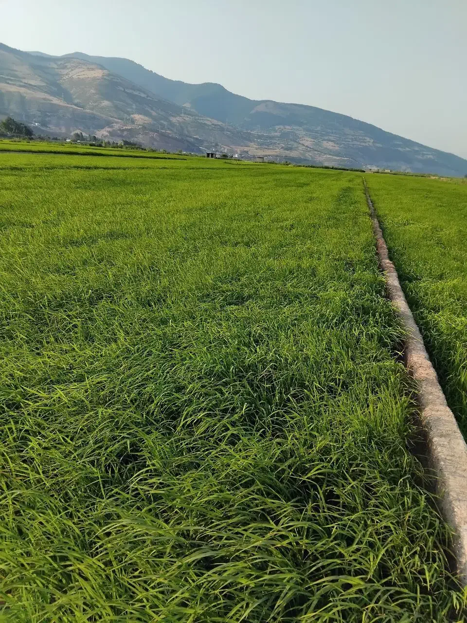 سرلاشه هاشمی معطر|خوردنی و آشامیدنی|رباطکریم, رباطکریم|دیوار