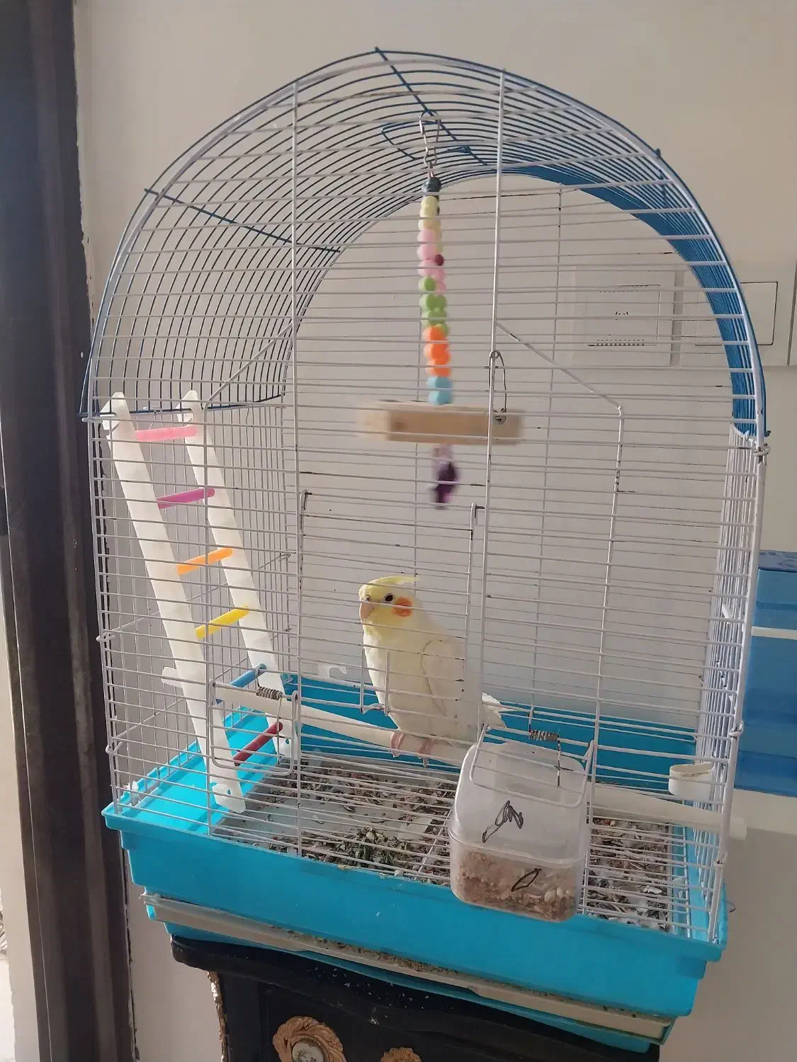 عروس رام ،دستی با قفس و وسایل کامل|پرنده|سیرجان, |دیوار