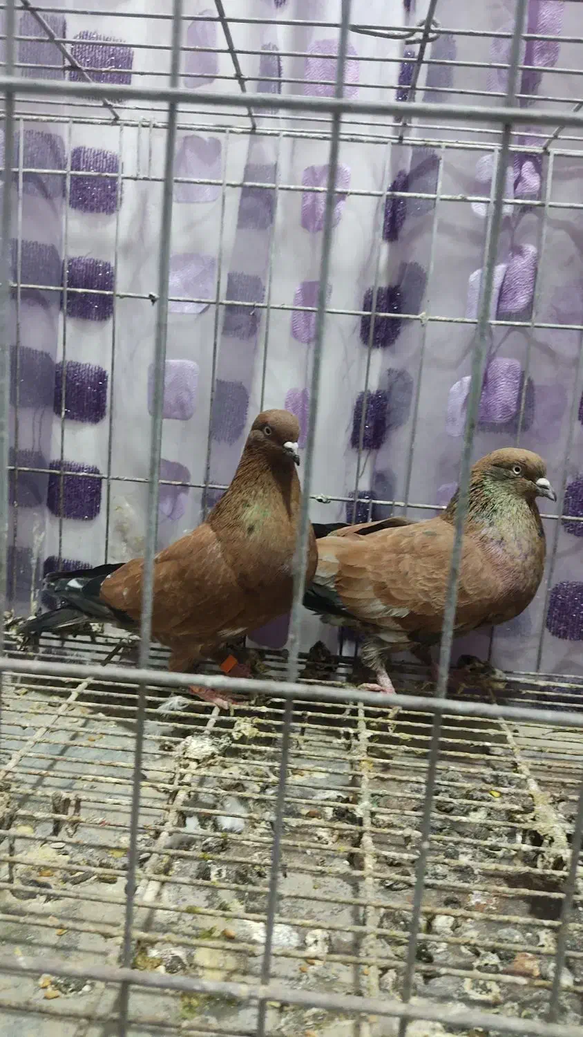 کبوتر کله تاپ|پرنده|دشت آزادگان, |دیوار