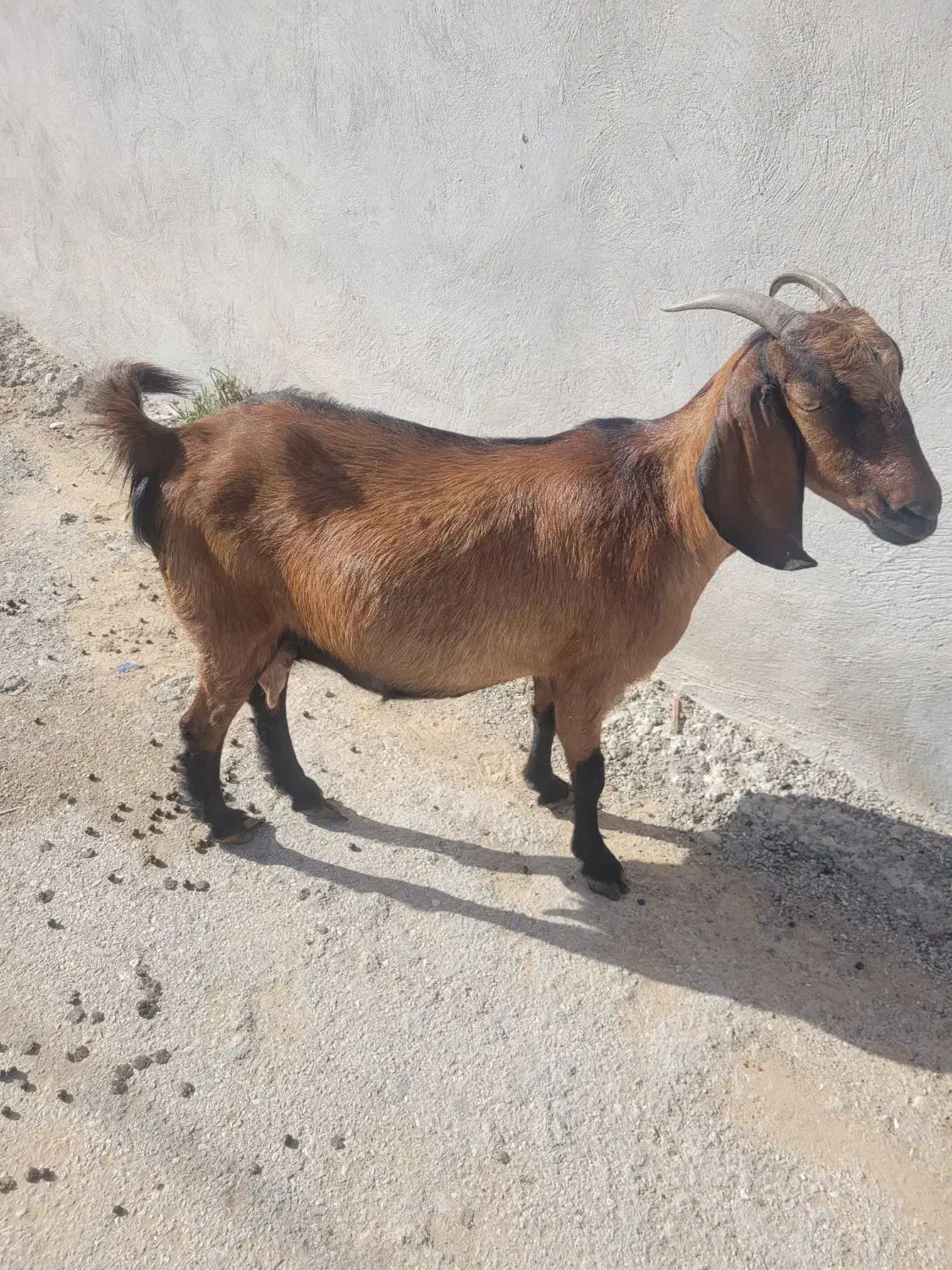 بز آبستن|حراج|بوشهر, |دیوار