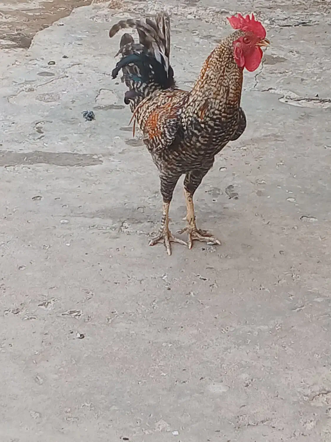 خروس محلی ۵۰۰ تومن|حیوانات مزرعه|مسجد سلیمان, |دیوار