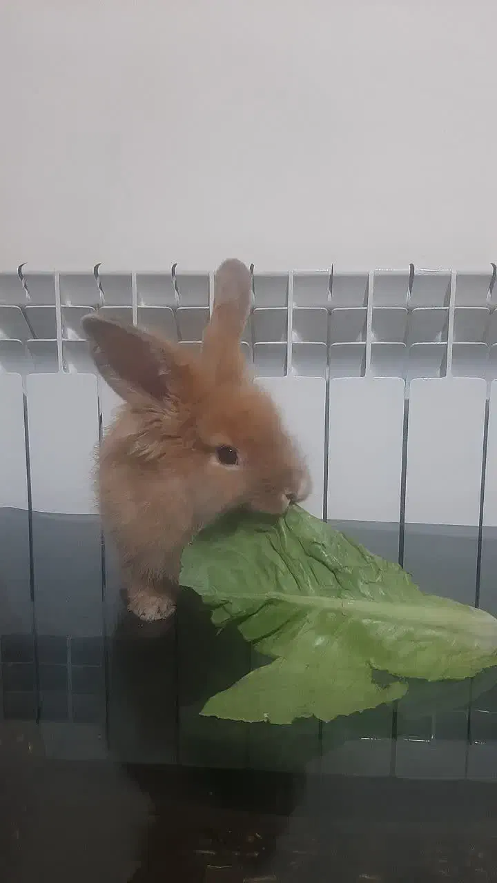 خرگوش لوپ|موش و خرگوش|پاکدشت, پاکدشت (مامازند)|دیوار