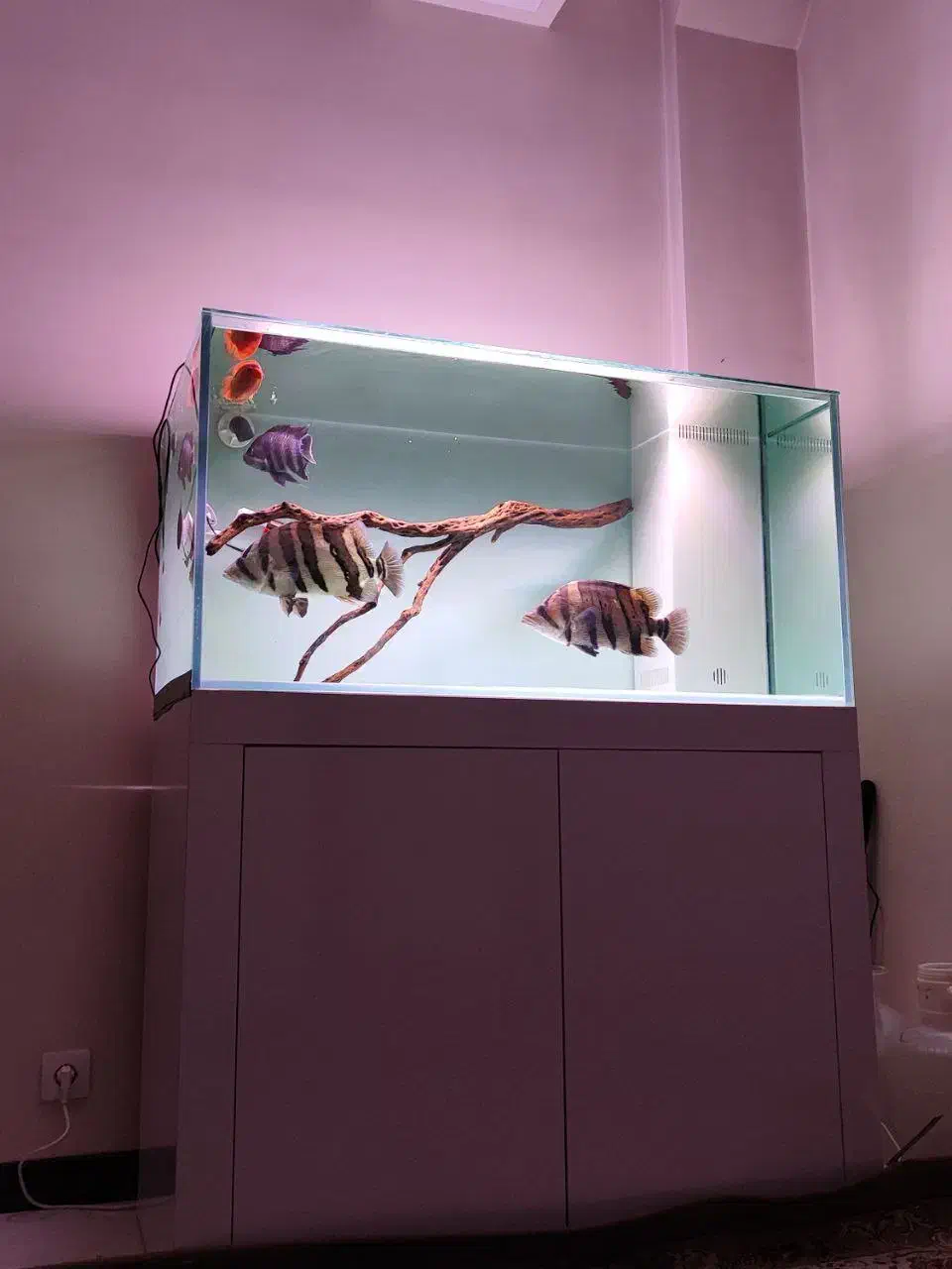 اکواریوم سوپر حرفه ای ریملس|ماهی|مشهد, طلاب|دیوار