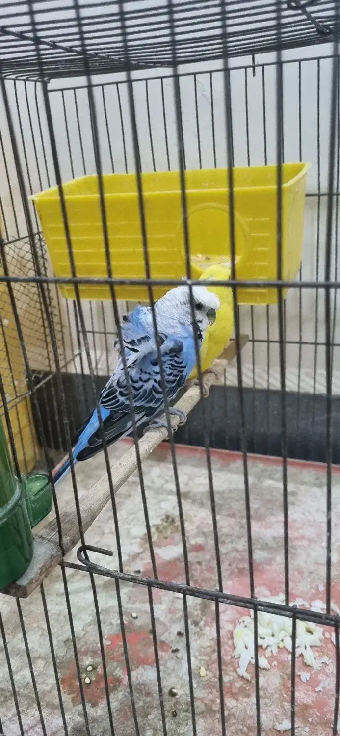 مرغ عشق پروانه ای مولد با۴جوجه|پرنده|اندیمشک, |دیوار