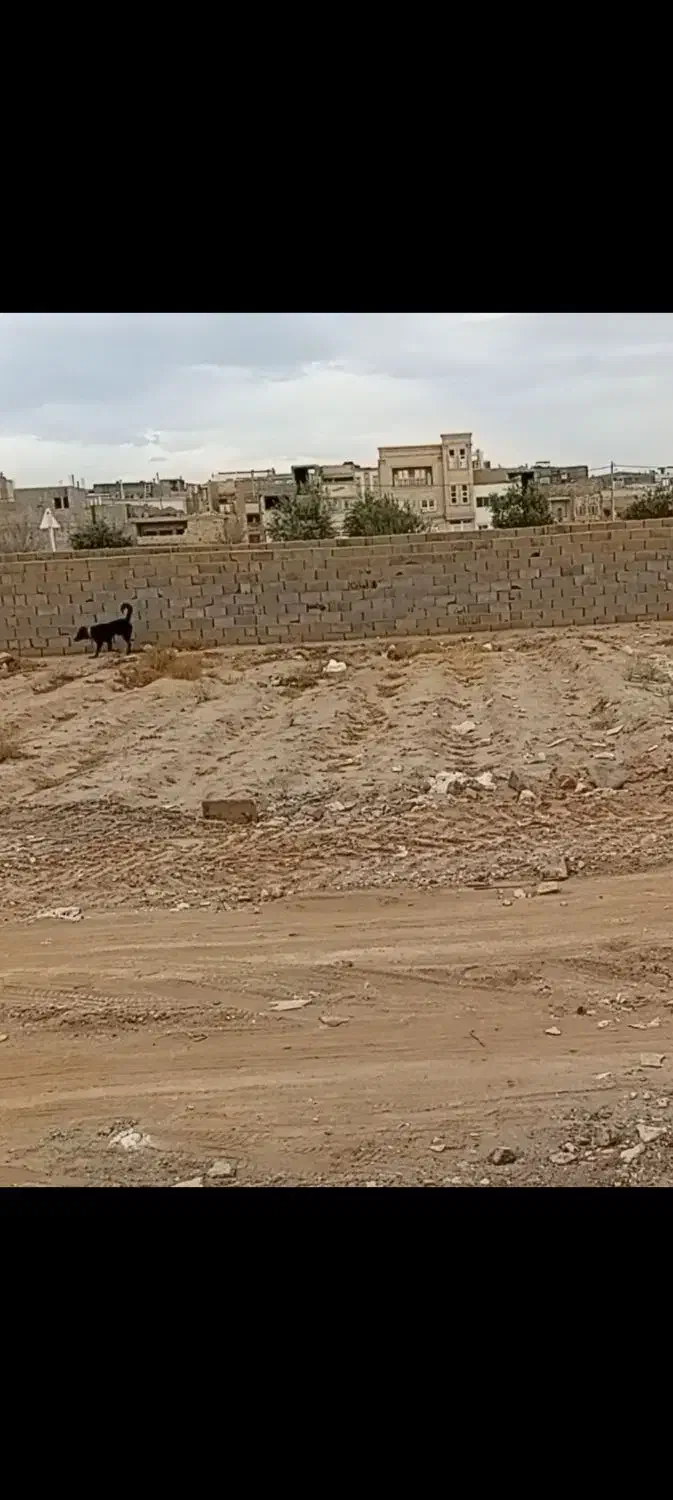 سگ نگهبان هوشیار|سگ|حمیدیا, |دیوار