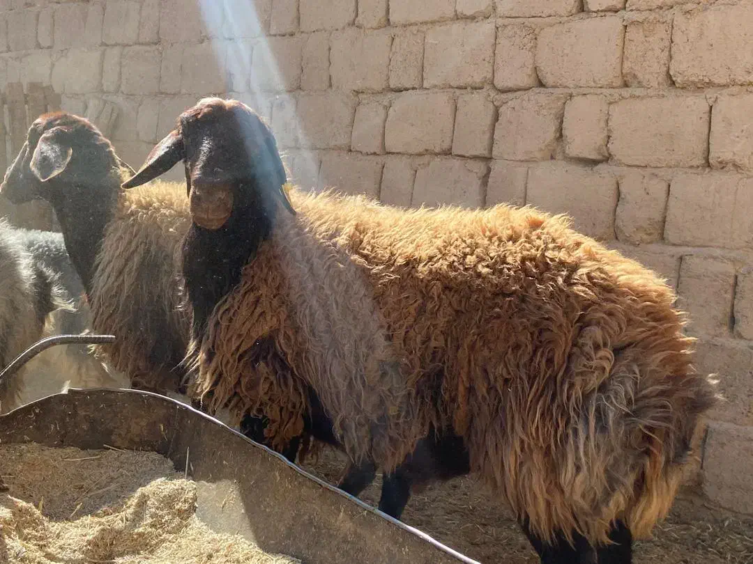 شیشک قوچ هترو|حیوانات مزرعه|شهرضا, |دیوار