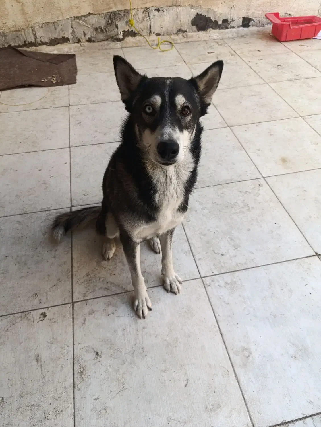 سگ هاسکی|سگ|اهواز, شریعتی جنوبی|دیوار